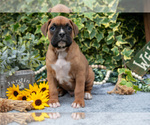 Small #1 Boxer