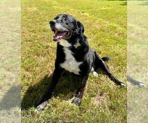 Boomer - Male Labrador Retriever-Unknown Mix Dog for Adoption - Photo #5