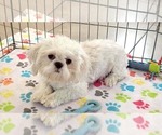 Small #7 Shih Tzu