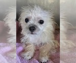 Small Photo #2 Chihuahua-Unknown Mix Puppy For Sale in Escondido, CA, USA