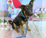 Small #1 German Shepherd Dog