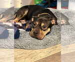 Small #1 American Staffordshire Terrier