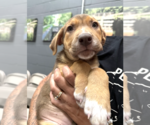 Small #2 Labrador Retriever Mix