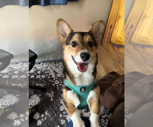 Medium Photo #3 Cardigan Welsh Corgi Puppy For Sale in St. Louis Park, MN, USA