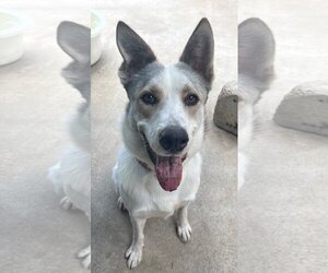 Canaan Dog-Carolina Dog Mix Dogs for adoption in Houston, TX, USA