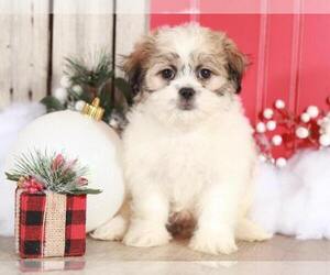 Maltese Puppy for sale in MOUNT VERNON, OH, USA