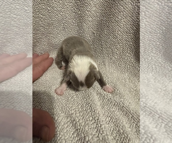 Medium Photo #2 Boston Terrier Puppy For Sale in HOWELL, NJ, USA