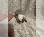 Small #1 Boston Terrier
