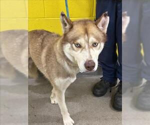 Siberian Husky Dogs for adoption in Forestville, MD, USA
