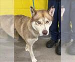 Small Siberian Husky
