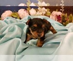 Small Photo #13 Yorkshire Terrier Puppy For Sale in ARLINGTON, TX, USA