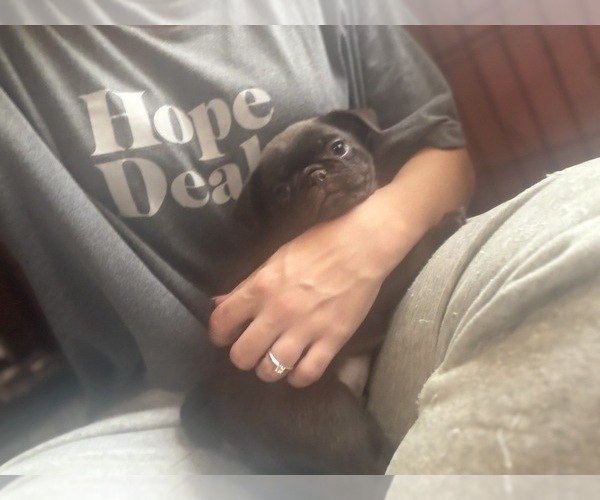 Medium Photo #40 Pug Puppy For Sale in BLOOMINGTON, IL, USA