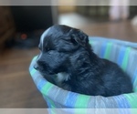 Small Photo #9 Australian Shepherd Puppy For Sale in YADKINVILLE, NC, USA