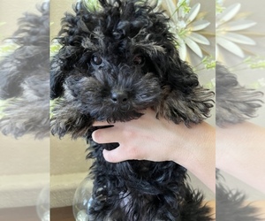 Maltese-Poodle (Toy) Mix Puppy for sale in SARASOTA, FL, USA