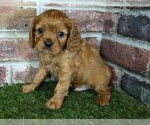 Small #8 Cavalier King Charles Spaniel