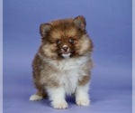 Puppy 10 Pomeranian
