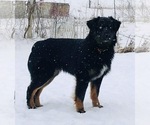 Small Photo #1 Australian Shepherd Puppy For Sale in ELNORA, IN, USA