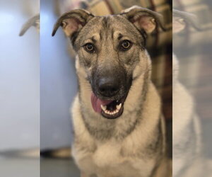 Moxie - Female Mutt Dog for Adoption - Photo #3