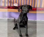 Small #1 Mutt