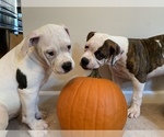 Small Photo #22 American Bulldog Puppy For Sale in WALDORF, MD, USA