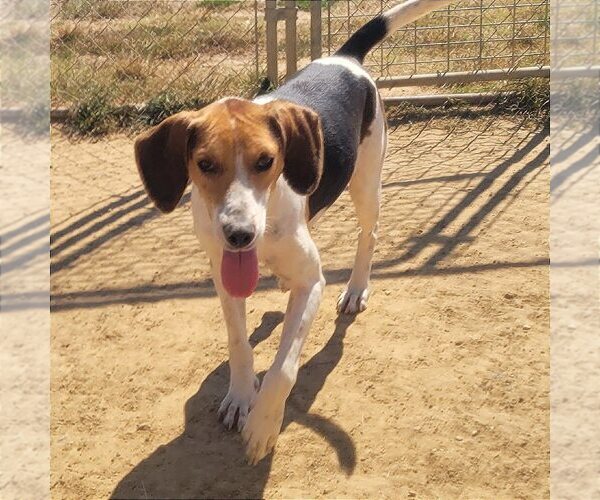 Medium Photo #3 American Foxhound-Unknown Mix Puppy For Sale in Minneapolis, MN, USA
