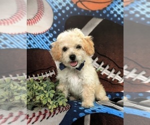 Bichpoo Puppy for Sale in LEOLA, Pennsylvania USA