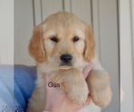 Image preview for Ad Listing. Nickname: Gus