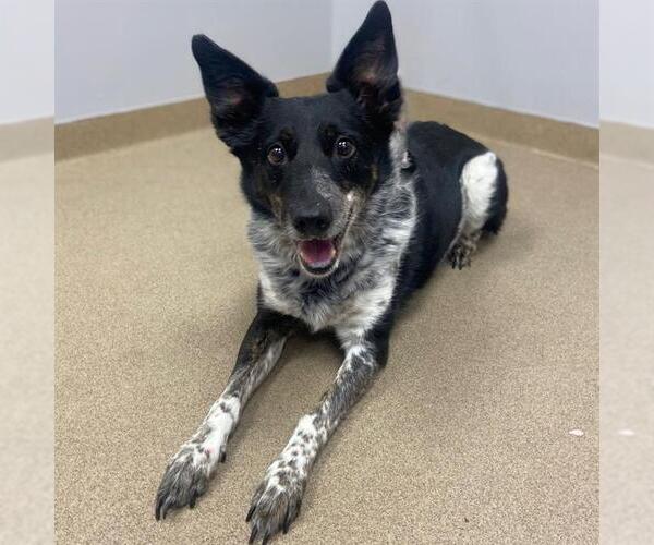 Medium Photo #1 Border Collie-Unknown Mix Puppy For Sale in Aurora, CO, USA