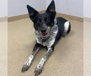 Border Collie-Unknown Mix Dogs for adoption in Aurora, CO, USA