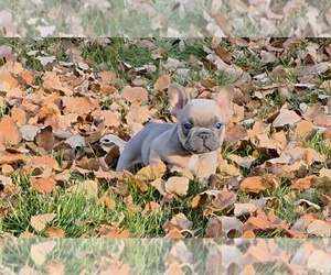 French Bulldog Puppy for sale in COLUMBIA FALLS, MT, USA