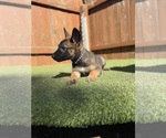 Litter of 7 - Male(s) and Female(s) Belgian Malinois-Dutch Shepherd Dog MixLitter of Puppies for Sale - Photo #4