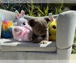 Small Photo #13 French Bulldog Puppy For Sale in LEHIGH ACRES, FL, USA