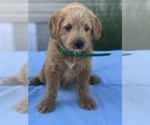 Small Photo #6 Miniature Labradoodle Puppy For Sale in BOWLING GREEN, KY, USA