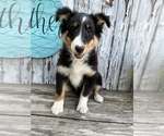 Puppy 1 Shetland Sheepdog