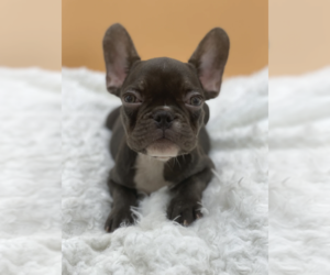French Bulldog Puppy for Sale in PALM BEACH, Florida USA