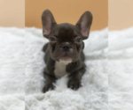 Small Photo #1 French Bulldog Puppy For Sale in PALM BEACH, FL, USA