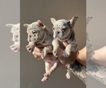 Small Photo #15 French Bulldog Puppy For Sale in SAN DIEGO, CA, USA