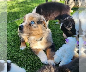 Australian Shepherd Puppy for Sale in CHERRY VALLEY, California USA