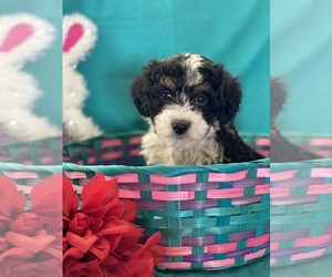 Cockapoo Puppy for sale in PAUL, ID, USA