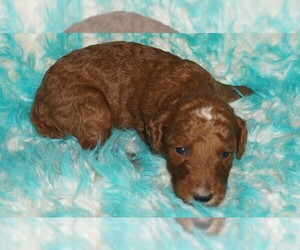 Labradoodle Puppy for sale in LA HABRA, CA, USA