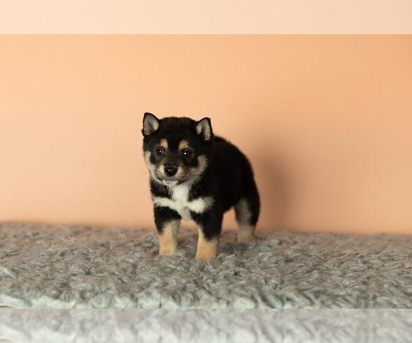 Medium Photo #2 Shiba Inu Puppy For Sale in MILLERSBURG, IN, USA