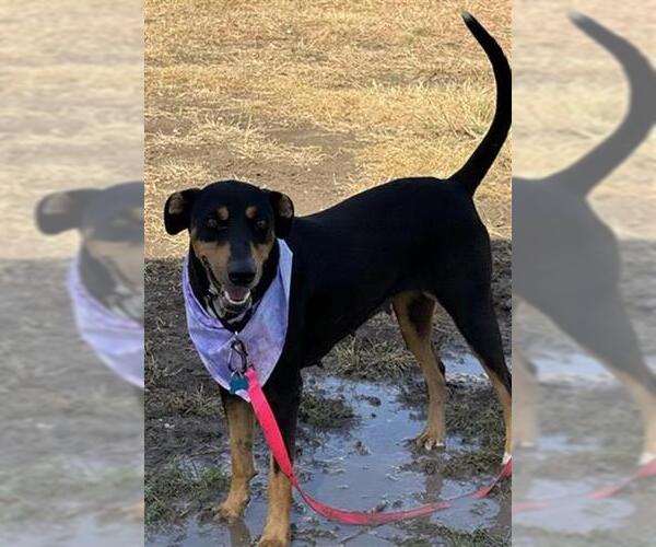 Medium Photo #1 Doberman Pinscher-Unknown Mix Puppy For Sale in San Antonio, TX, USA