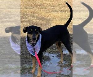Doberman Pinscher-Unknown Mix Dogs for adoption in San Antonio, TX, USA