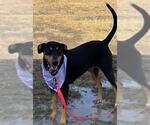 Small Doberman Pinscher Mix