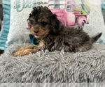 Image preview for Ad Listing. Nickname: Merlin
