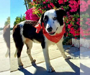 Mutt Dogs for adoption in Fresno, CA, USA