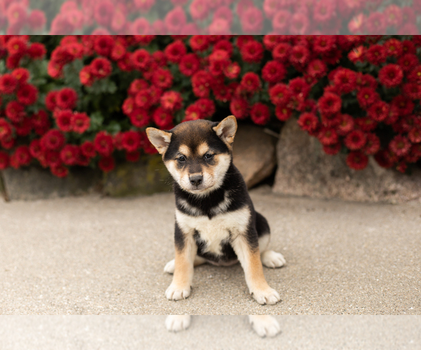 Medium Photo #1 Shiba Inu Puppy For Sale in MILLERSBURG, IN, USA