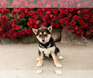 Medium Shiba Inu