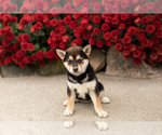 Puppy Lacy Shiba Inu