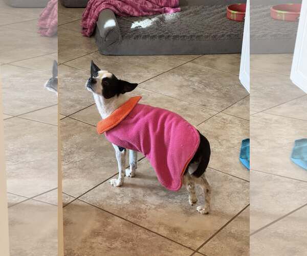 Medium Photo #17 Rat Terrier-Unknown Mix Puppy For Sale in Corona, CA, USA